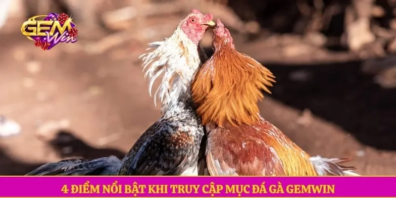 Đá gà GEMWIN 4 điểm nổi bật khi truy cập mục đá gà GEMWIN