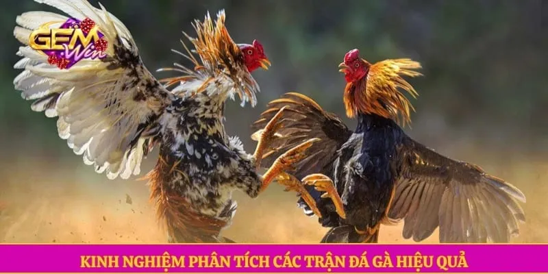 Đá gà GEMWIN Kinh nghiệm phân tích các trận đá gà hiệu quả
