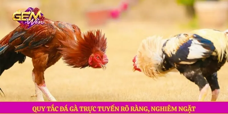 Đá gà GEMWIN Quy tắc đá gà trực tuyến rõ ràng, nghiêm ngặt